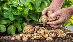 12 meilleurs engrais pour pommes de terre