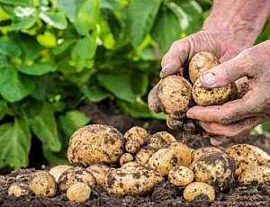 12 meilleurs engrais pour pommes de terre