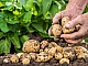 12 meilleurs engrais pour pommes de terre