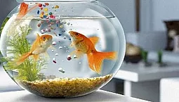 Top 5 des fabricants d'aliments pour poissons