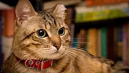 10 meilleurs colliers pour chats