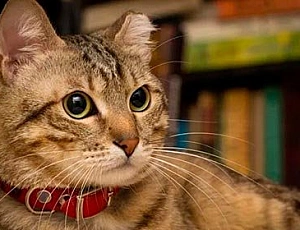 10 meilleurs colliers pour chats