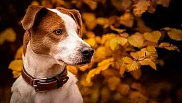 15 meilleurs colliers pour chiens