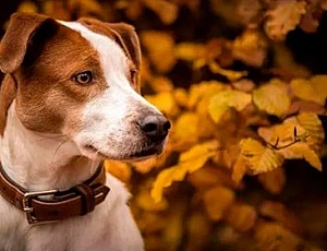 15 meilleurs colliers pour chiens