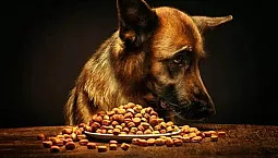 20 meilleurs aliments pour chiens
