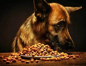 20 meilleurs aliments pour chiens