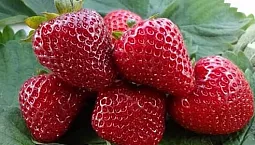 20 meilleures variétés de fraises remontantes