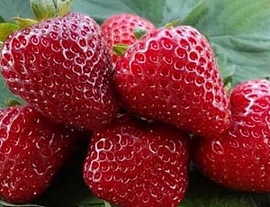 20 meilleures variétés de fraises remontantes