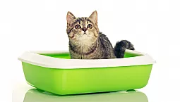 20 meilleures litières pour chats