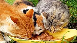 Les 10 meilleurs aliments pour chats stérilisés