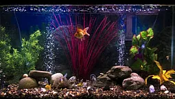 Top 10 des compresseurs d'air d'aquarium