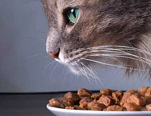 Les 20 meilleurs aliments pour chats de qualité supérieure