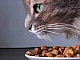 Les 20 meilleurs aliments pour chats de qualité supérieure