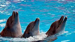 5 meilleurs delphinariums de Crimée