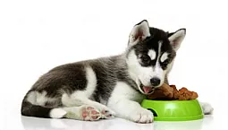 Les 10 meilleurs aliments pour chiens de qualité supérieure