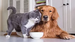 Les 10 meilleurs hôtels acceptant les animaux de compagnie à Moscou