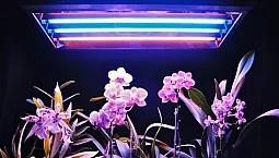 10 meilleures lampes fito