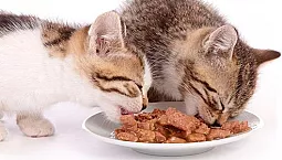 Les 20 Meilleures Nourritures Humides Pour Chats
