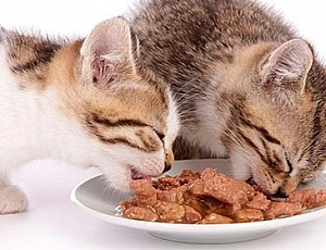 Les 20 Meilleures Nourritures Humides Pour Chats