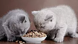 10 meilleurs aliments pour chatons