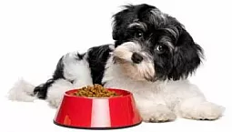 Les 10 meilleurs aliments pour chiens de petite race