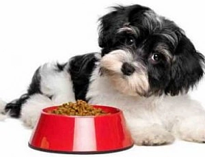 Les 10 meilleurs aliments pour chiens de petite race