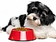 Les 10 meilleurs aliments pour chiens de petite race