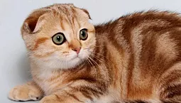 10 meilleurs aliments pour chats écossais