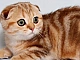 10 meilleurs aliments pour chats écossais