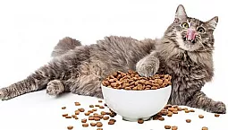 10 meilleurs aliments holistiques pour chats