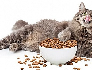 10 meilleurs aliments holistiques pour chats