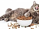10 meilleurs aliments holistiques pour chats