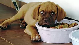 10 meilleurs aliments pour chiens de qualité holistique