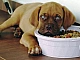 10 meilleurs aliments pour chiens de qualité holistique