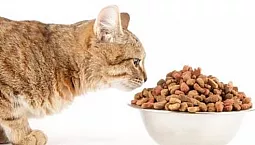 15 meilleurs aliments pour chats