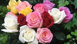 10 meilleures variétés de roses pour la Sibérie