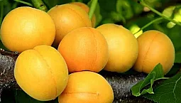 10 meilleures variétés d'abricots pour la région de Moscou