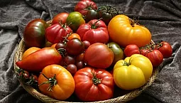 12 meilleures variétés de tomates pour les serres