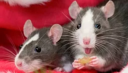 5 meilleurs aliments pour rats