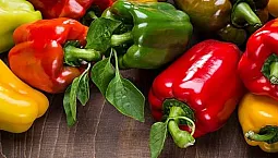 12 meilleures variétés de poivrons pour les serres
