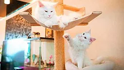 5 meilleurs complexes de jeux pour chats