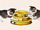 10 meilleurs jouets pour chats