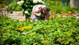 20 meilleurs produits de jardinage d'AliExpress