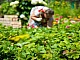 20 meilleurs produits de jardinage d'AliExpress
