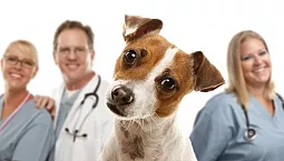 5 meilleures cliniques vétérinaires à Rostov-sur-le-Don