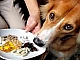 15 meilleures vitamines pour chiens