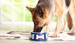 Top 10 des aliments pour chiens de berger
