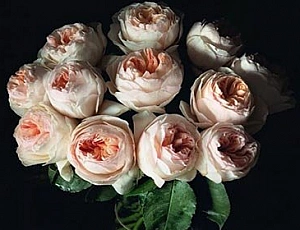 Top 10 des roses d'Austin