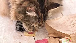 10 meilleurs aliments Maine Coon