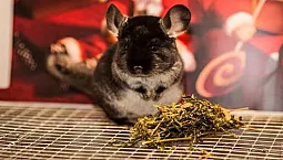 10 meilleurs aliments pour chinchillas